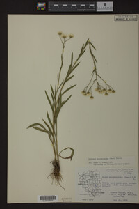 Solidago ptarmicoides image