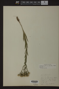 Solidago ptarmicoides image