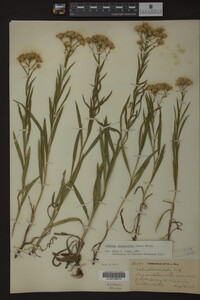 Solidago ptarmicoides image