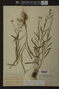 Solidago ptarmicoides image