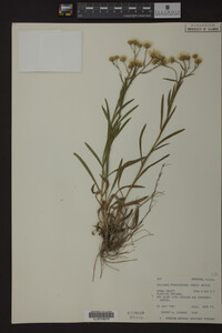 Solidago ptarmicoides image