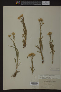 Solidago ptarmicoides image