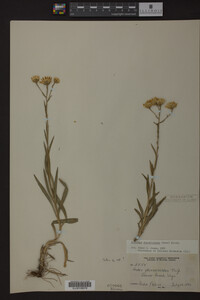 Solidago ptarmicoides image