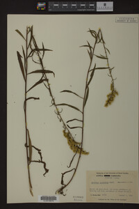 Media resource of Solidago pinetorum