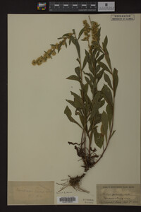 Image Associated With the Occurrence