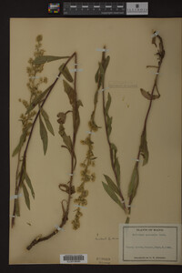 Image Associated With the Occurrence