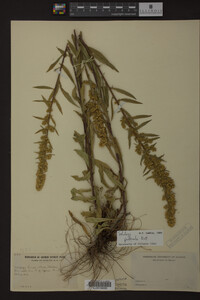 Image Associated With the Occurrence