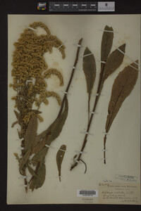 Solidago radula image