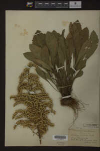 Solidago radula image