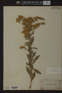 Solidago radula image