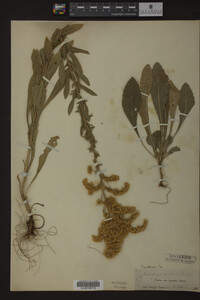 Solidago radula image