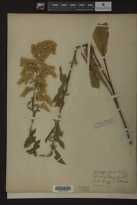 Solidago radula image