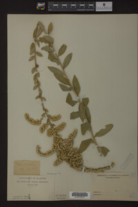 Solidago radula image