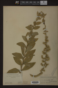 Solidago radula image