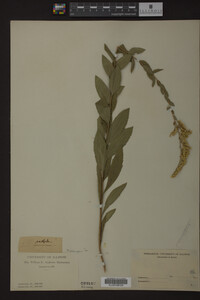 Solidago radula image