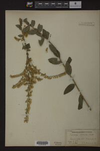 Solidago radula image