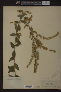 Solidago radula image