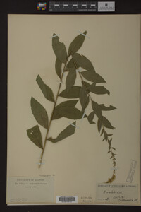 Solidago radula image