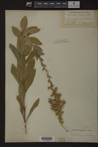 Solidago radula image