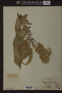 Solidago radula image