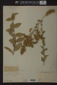 Solidago radula image