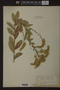 Solidago radula image