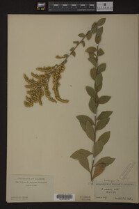Solidago radula image
