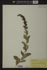 Solidago radula image