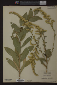 Solidago radula image