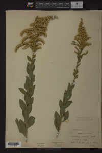 Solidago radula image
