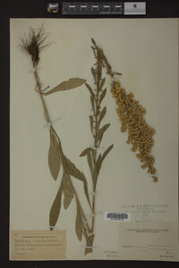 Solidago radula image