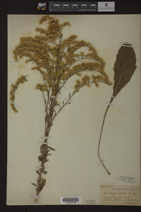 Solidago radula image