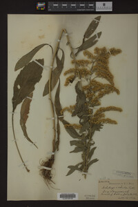 Solidago radula image