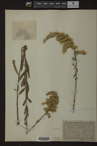 Solidago radula image