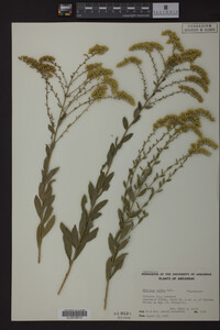 Solidago radula image