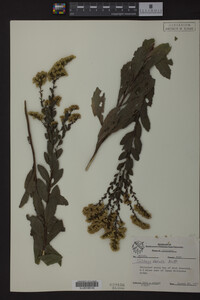 Solidago radula image