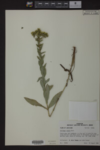 Solidago radula image