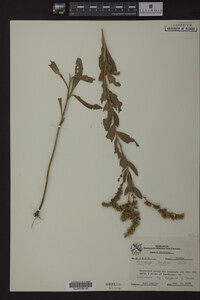 Solidago radula image