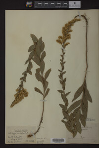 Solidago radula image