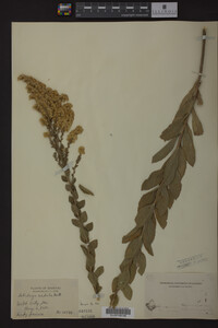 Solidago radula image