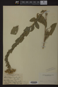 Solidago radula image