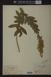 Solidago radula image