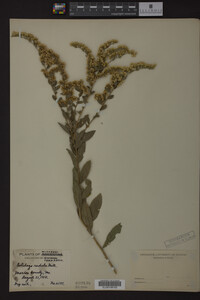 Solidago radula image