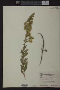 Solidago radula image