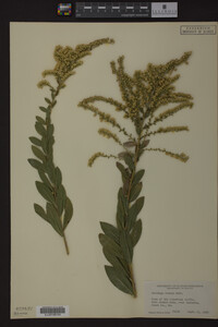 Solidago radula image