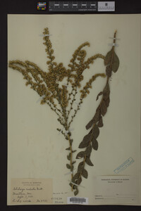 Solidago radula image
