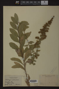 Solidago radula image