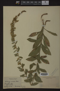 Solidago radula image