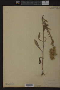 Solidago radula image