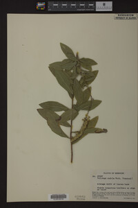 Solidago radula image